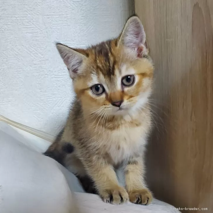 ID:2501-01595の子猫