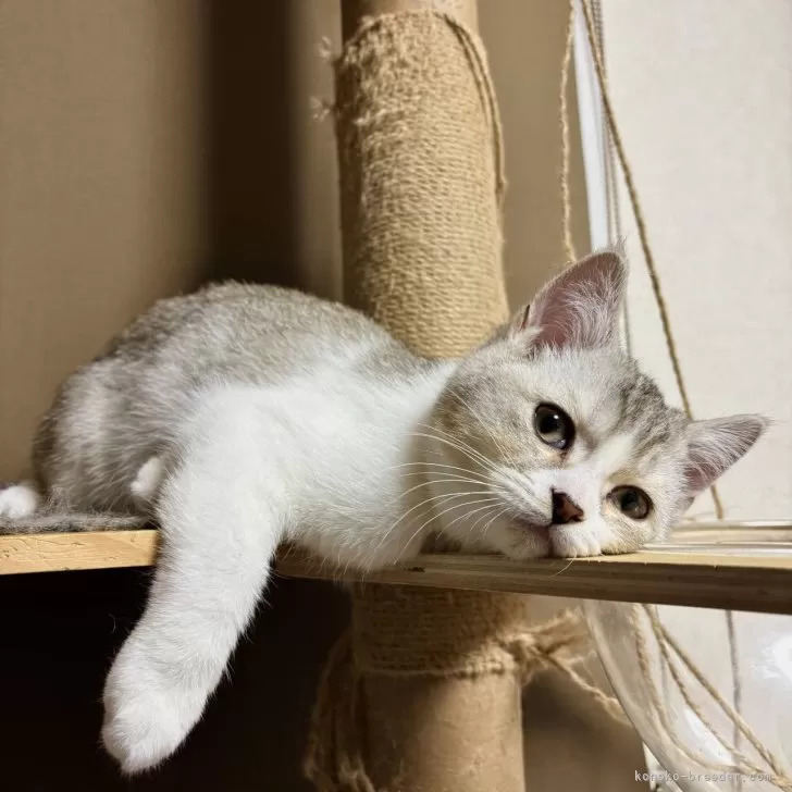 テンテン 様のお迎えした子猫
