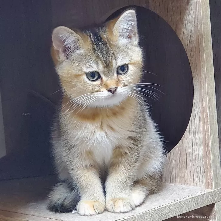 ID：2501-01599の子猫