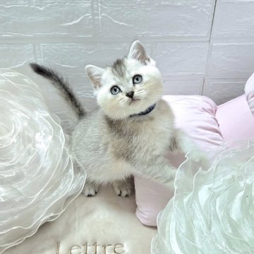 ブリティッシュショートヘア【千葉県・男の子・2025年9月4日・シルバー（短毛）】の写真「アーモンドアイが凛々しい男の子👦」