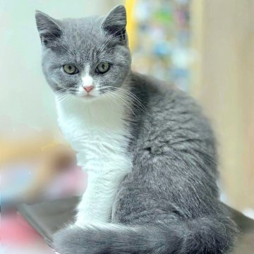 ブリティッシュショートヘア【千葉県・女の子・2025年4月18日・ブルーホワイト（ママ似の少し長めふわふわです）】の写真「価格を見直しました✨元気な子です👧」