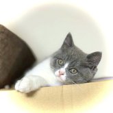 ブリティッシュショートヘア