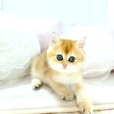 ブリティッシュショートヘア