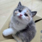 ブリティッシュショートヘア
