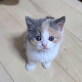 ブリティッシュショートヘア