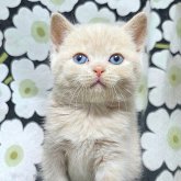 ブリティッシュショートヘア