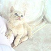ブリティッシュショートヘア