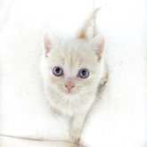 ブリティッシュショートヘア