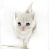ブリティッシュショートヘア