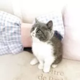 ブリティッシュショートヘア