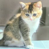 ブリティッシュショートヘア