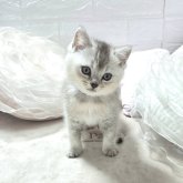 ブリティッシュショートヘア