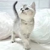 ブリティッシュショートヘア