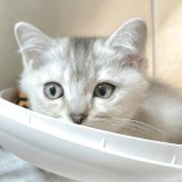 ブリティッシュショートヘア