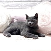 ブリティッシュショートヘア