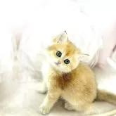 ブリティッシュショートヘア
