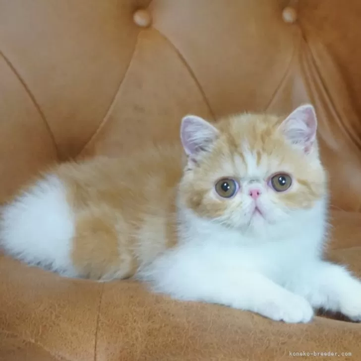 ミナ 様のお迎えした子猫