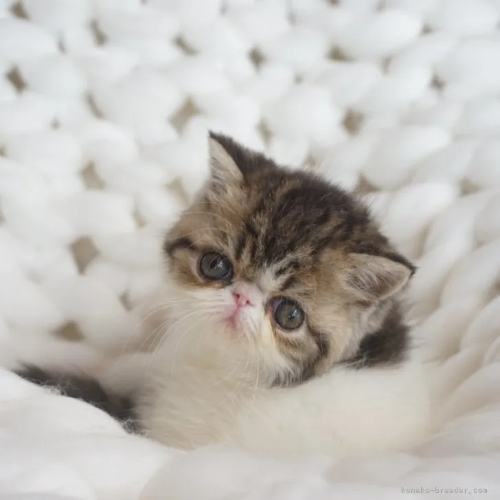 KF 様のお迎えした子猫