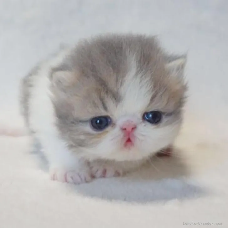 R.I 様のお迎えした子猫