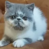 エキゾチックショートヘア