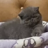 エキゾチックショートヘア
