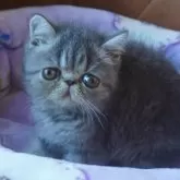 エキゾチックショートヘア【千葉県・女の子・2025年5月12日・ブルータビー】の写真2