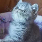 エキゾチックショートヘア【千葉県・女の子・2025年5月12日・ブルータビー】の写真3