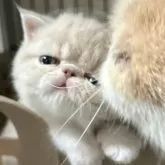 エキゾチックショートヘア【千葉県・男の子・2025年7月14日・クリームタビー&ホワイト】の写真4