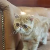 エキゾチックショートヘア【千葉県・女の子・2025年5月5日・レッドタビー】の写真4