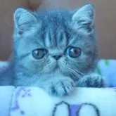 エキゾチックショートヘア【千葉県・女の子・2025年5月12日・ブルータビー】の写真4