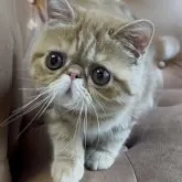 エキゾチックショートヘア【千葉県・女の子・2025年5月5日・レッドタビー】の写真7