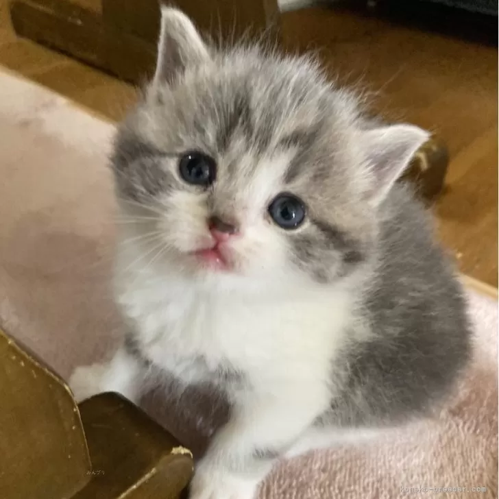 ID:2403-00193の子猫