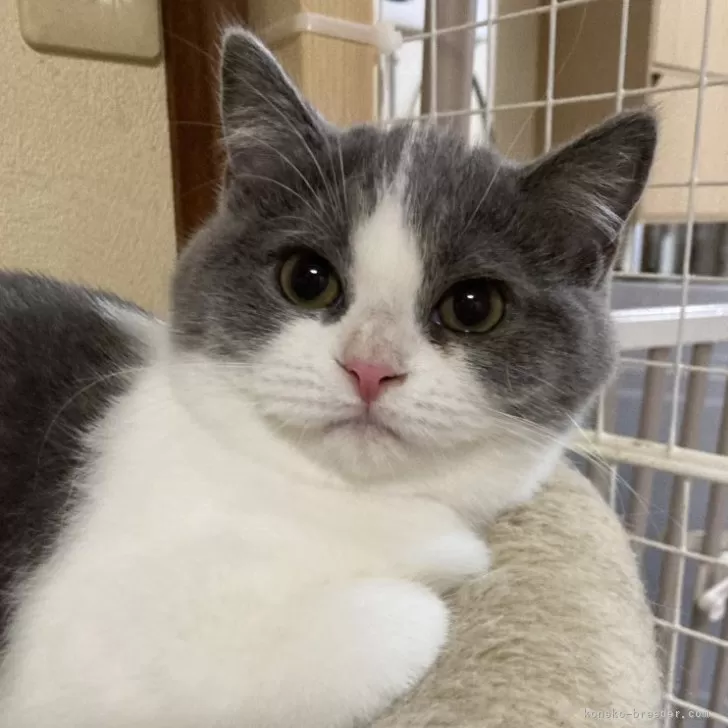 ID:2406-01771の子猫