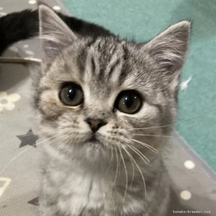 ID:2405-00534の子猫
