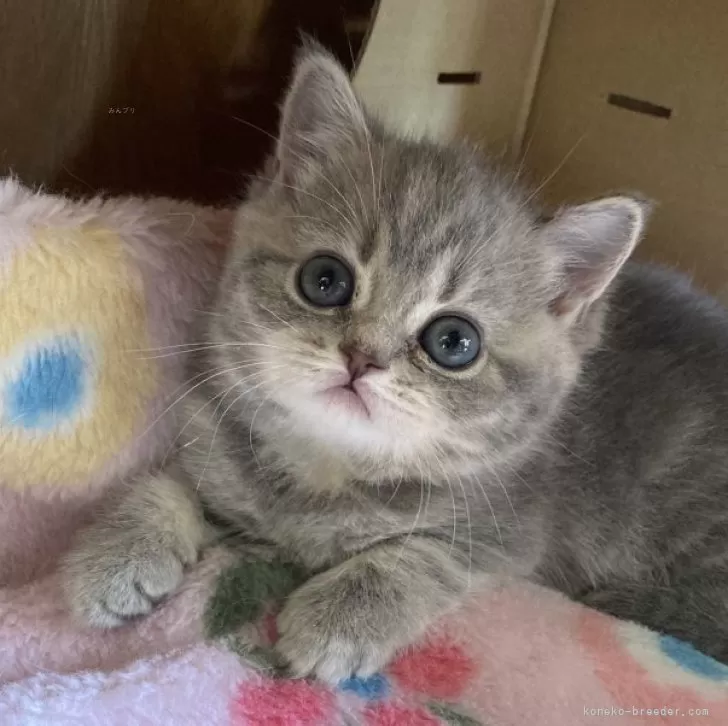 ID：2312-02335の子猫