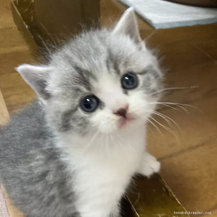 ID:2403-00208の子猫