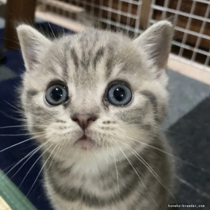 ID:2308-02845の子猫