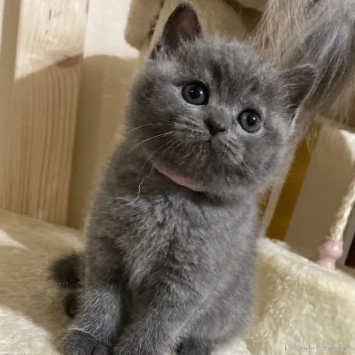ID：2311-00315の子猫