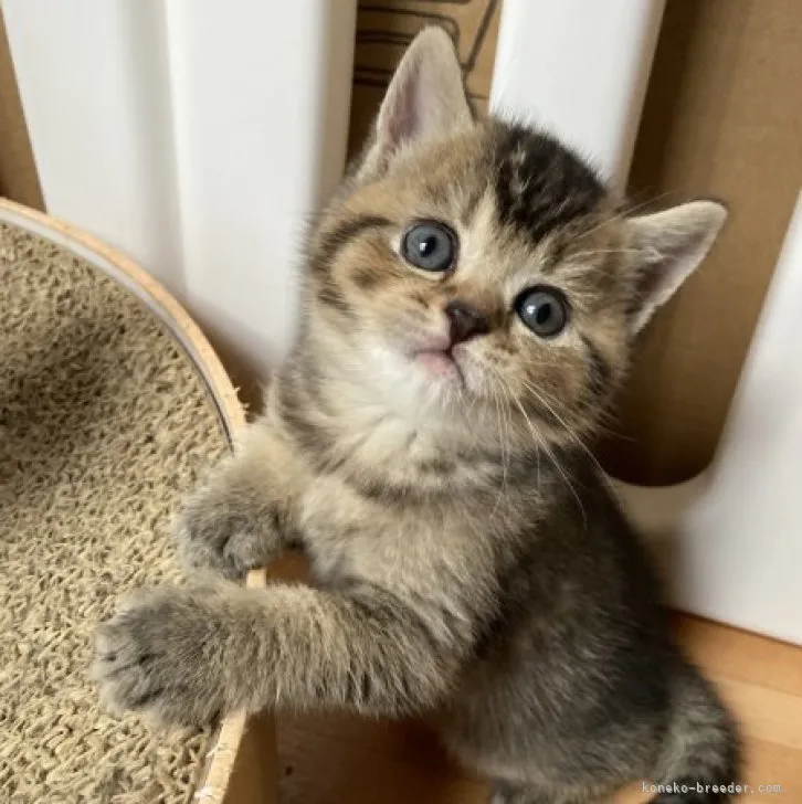 ID:2309-01418の子猫