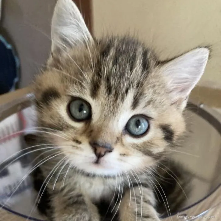 ID：2301-01788の子猫
