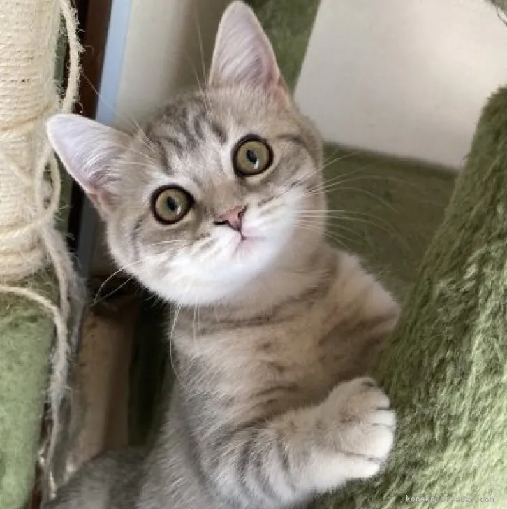 ID:2304-01395の子猫