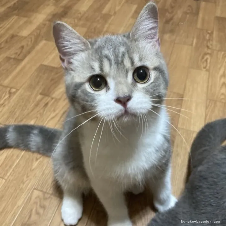 ID:2309-02008の子猫