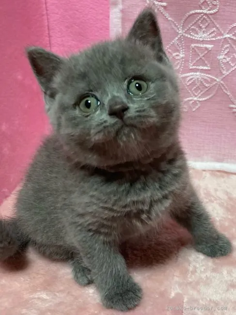 ID:2204-00934の子猫