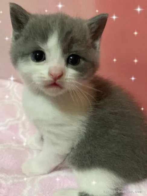 ID:2202-00286の子猫