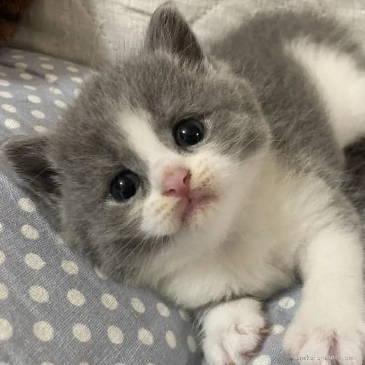 ID:2206-02471の子猫