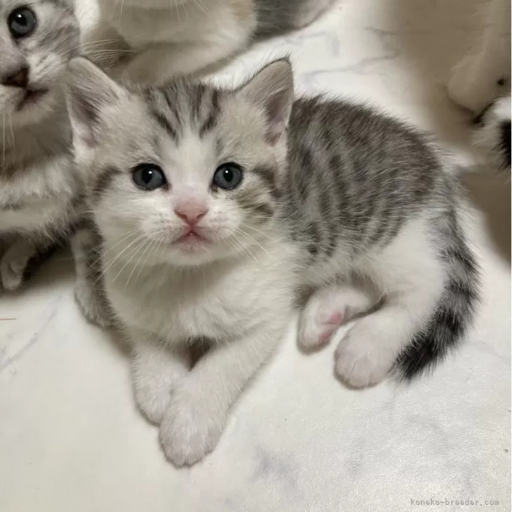 ID：2410-00558の子猫