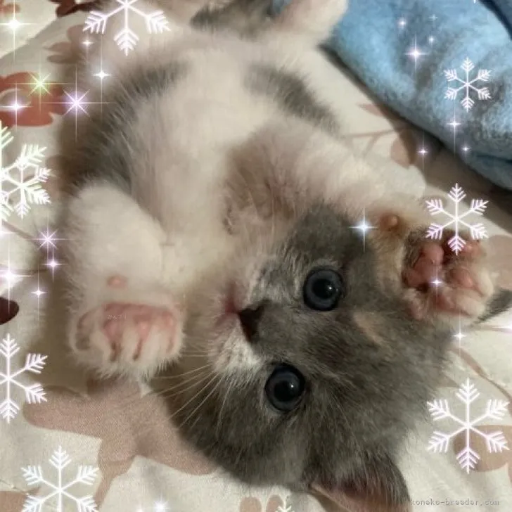 ID:2311-00211の子猫