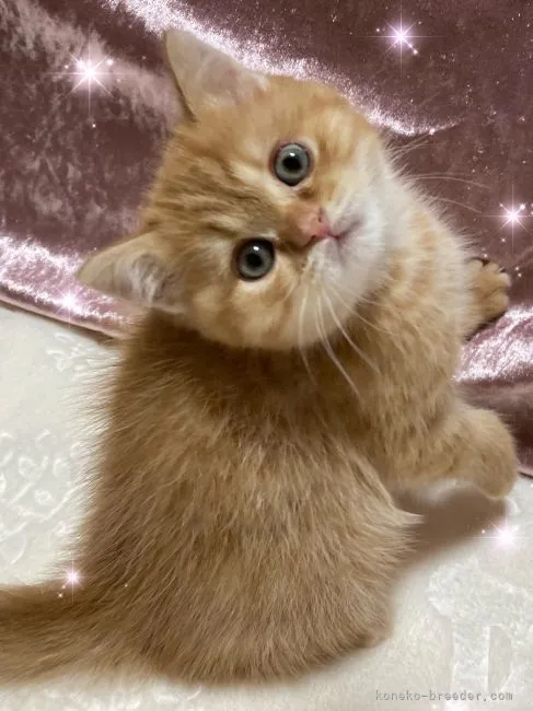 ID:2112-01859の子猫