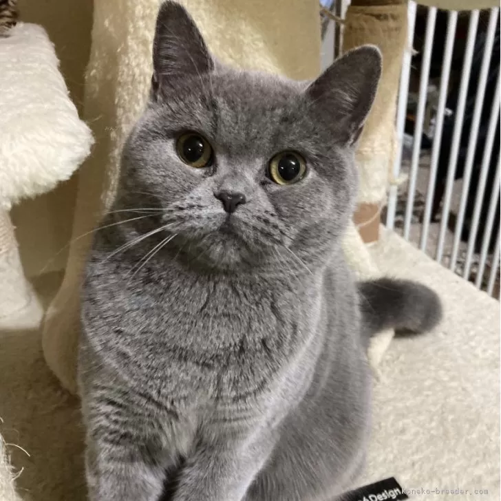 ID:2307-00529の子猫
