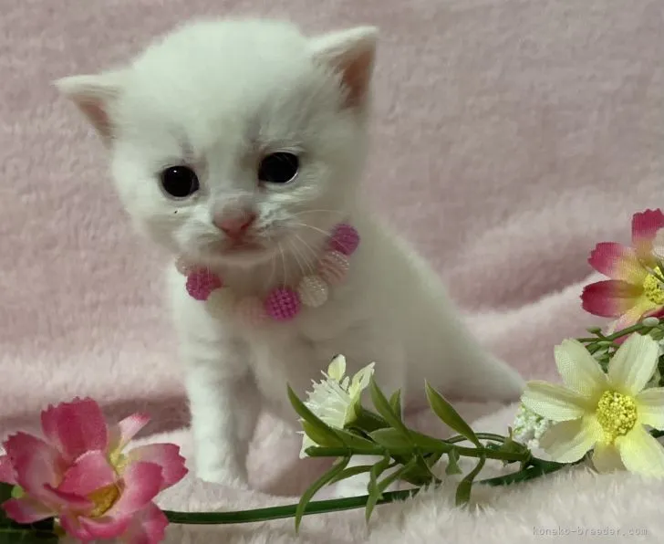 ID:2109-02524の子猫